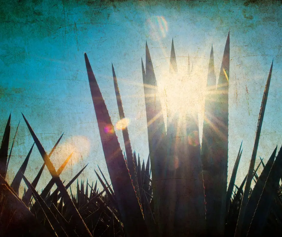 Penca de agave - Día Internacional del Tequila 2024