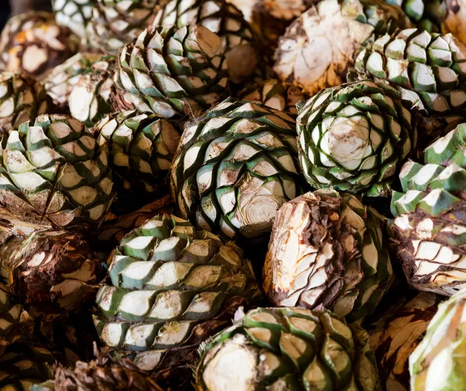 Piñas de agave - Día Internacional del Tequila 2024